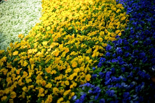 花海