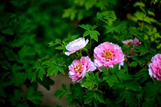 牡丹花