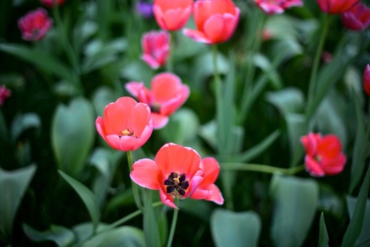 紅色小花