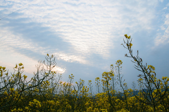 油菜花仰望天空