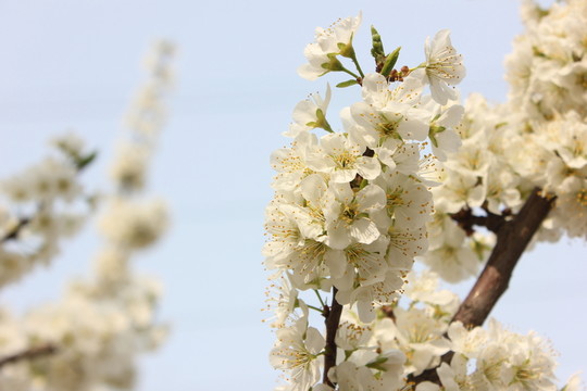 桃花綻放
