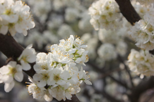 桃花