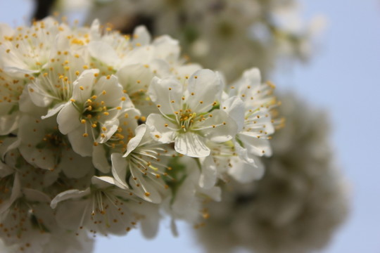 桃花