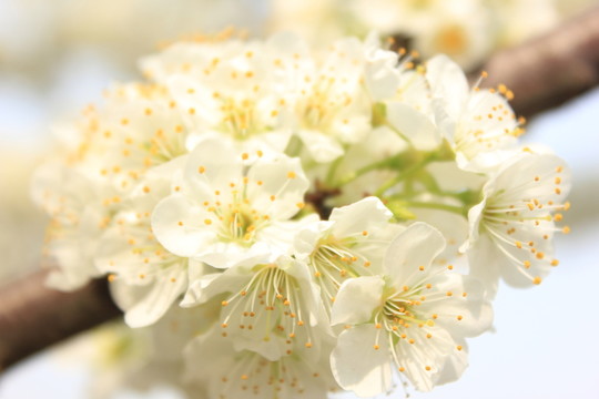桃花