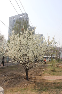 桃花樹