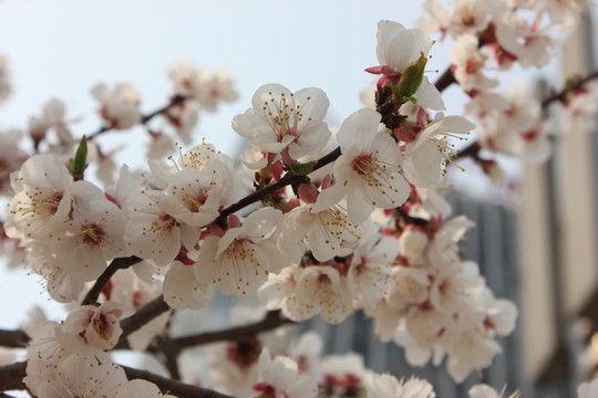 桃花