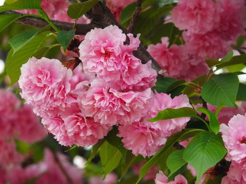 櫻花
