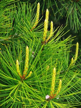 松樹枝萌芽