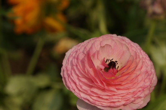 粉色毛花茛特寫