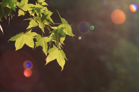 生長(zhǎng)的植物 綠葉