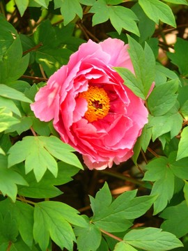 牡丹花