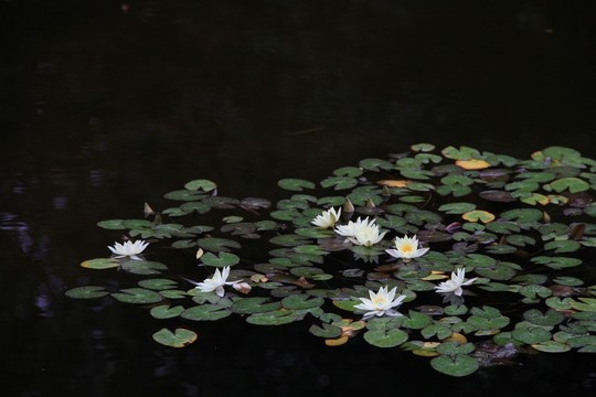 睡蓮