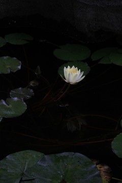 睡蓮