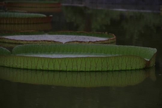 睡蓮的葉子 黃蓮花葉子