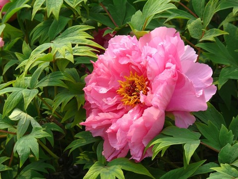 一朵牡丹花