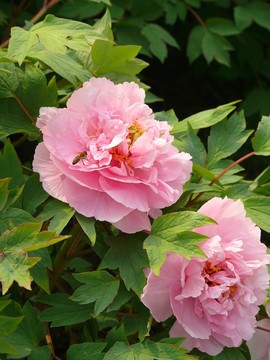 兩朵粉色牡丹花