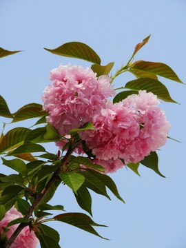櫻花