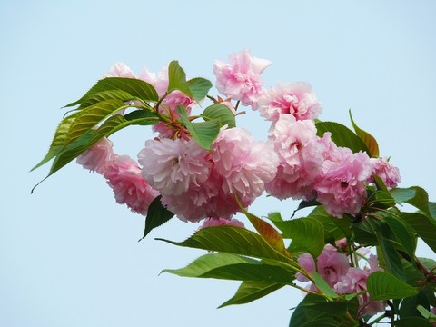 櫻花