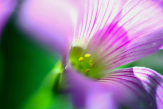 紫色小花