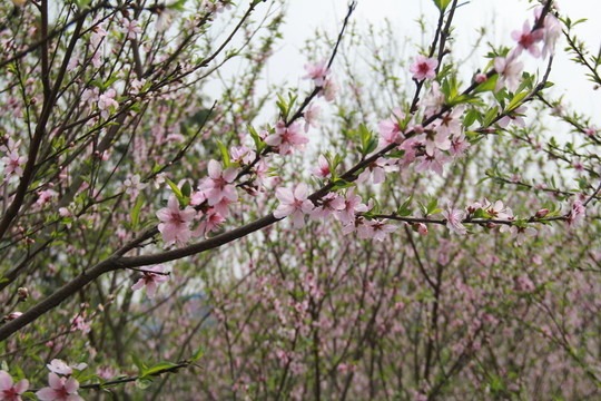 桃花