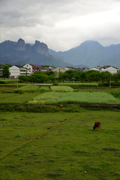 田園