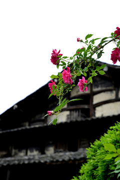 月季花