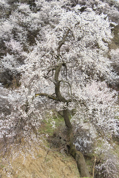 野杏樹