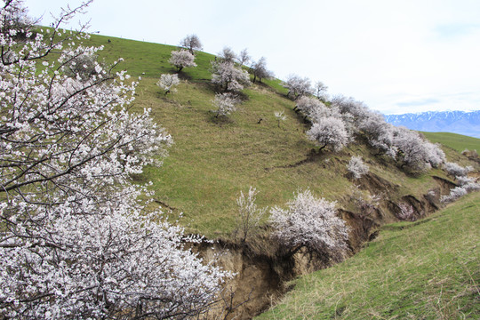 山野