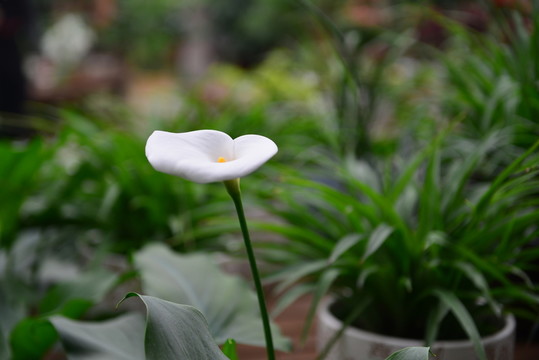 白色的花