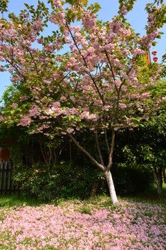 櫻花