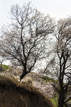 山羊
