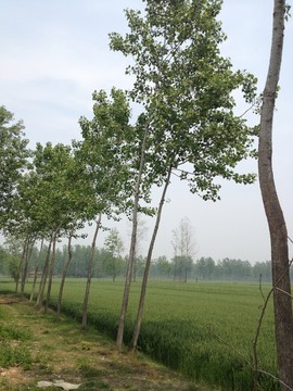 鄉(xiāng)村 農(nóng)作物 農(nóng)田 麥穗 稻谷