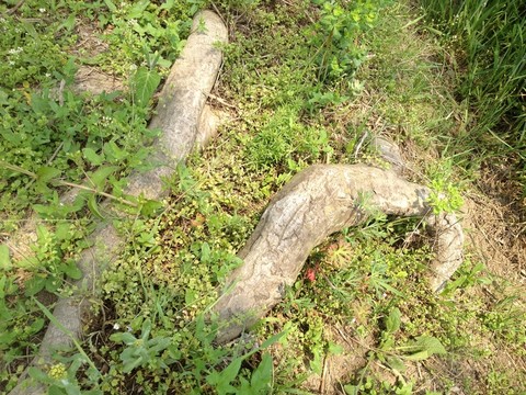 鄉(xiāng)村 戶外 道路 農(nóng)村 樹木