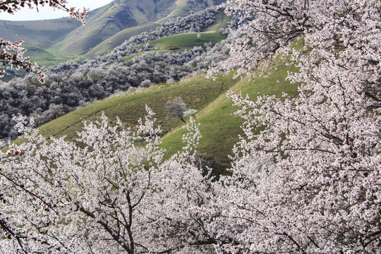 野杏林