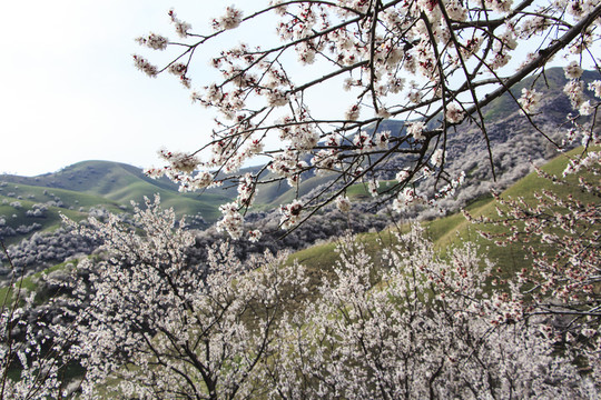 山野