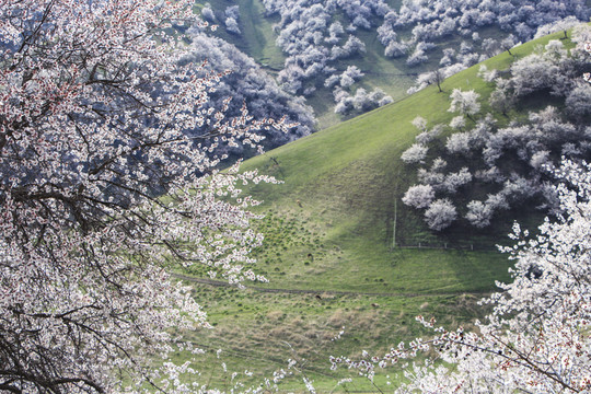 山野