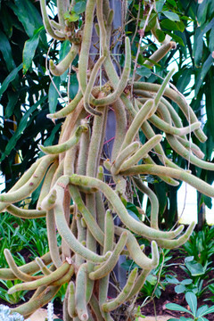 沙漠植物鼠尾掌