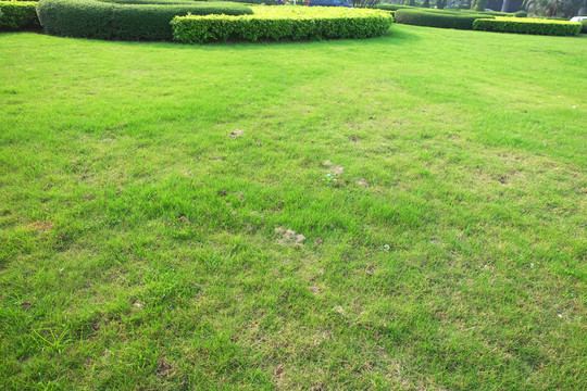草地