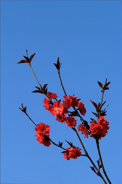 桃梅花