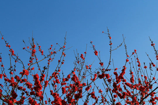 桃梅花