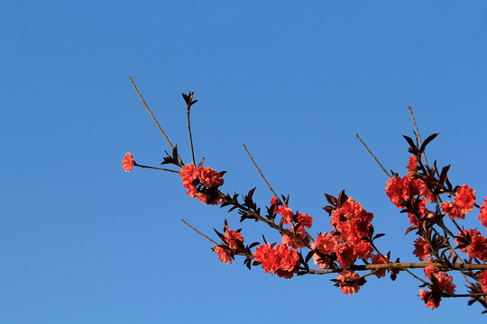 桃梅花