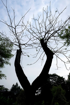 樹(shù)木