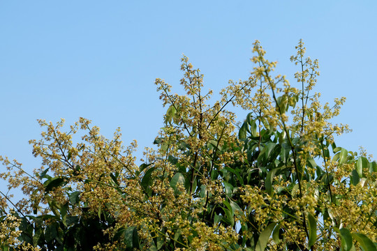 荔枝樹 荔枝花