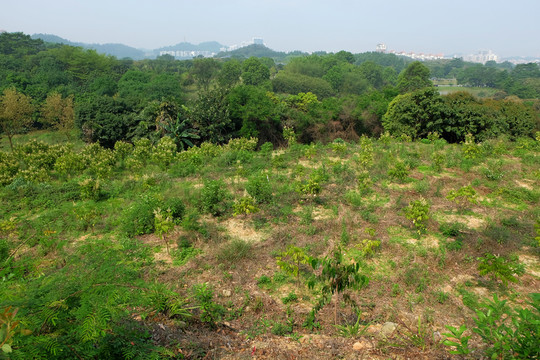 荔枝園