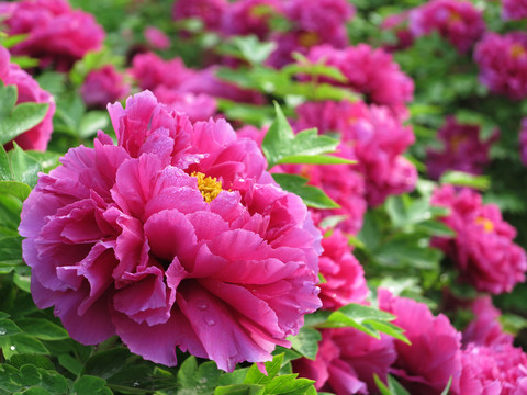 牡丹花