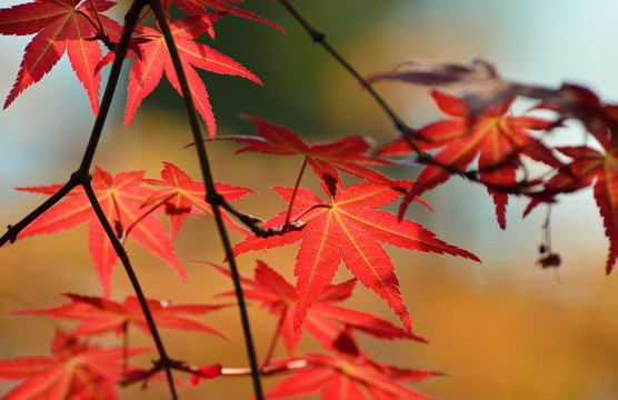 紅楓