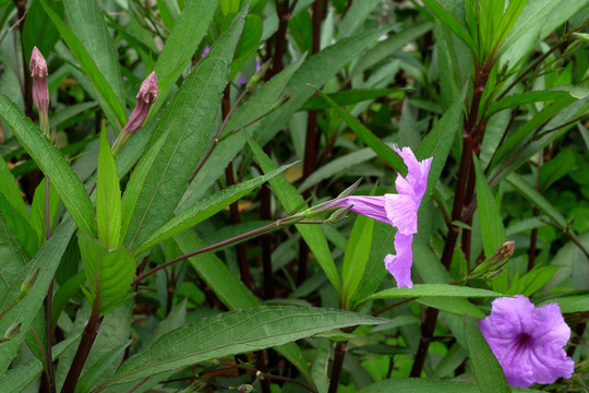 植物花草