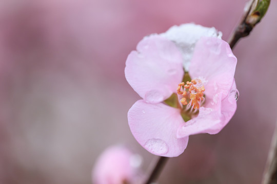 冰雪榆葉梅