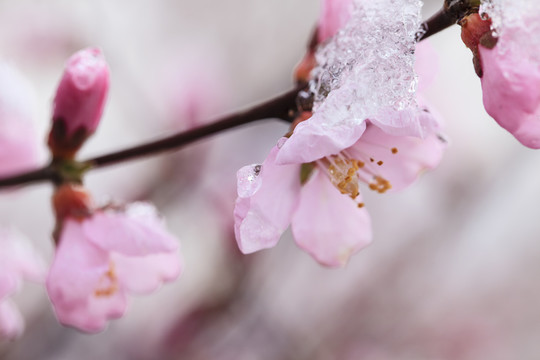 冰雪榆葉梅