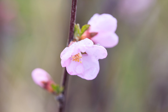 春花